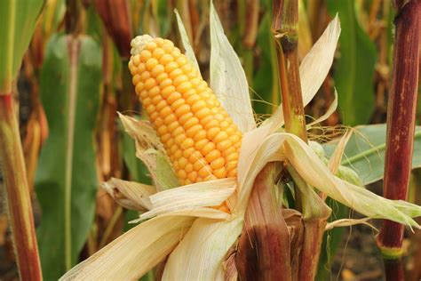 rose acres grain bids